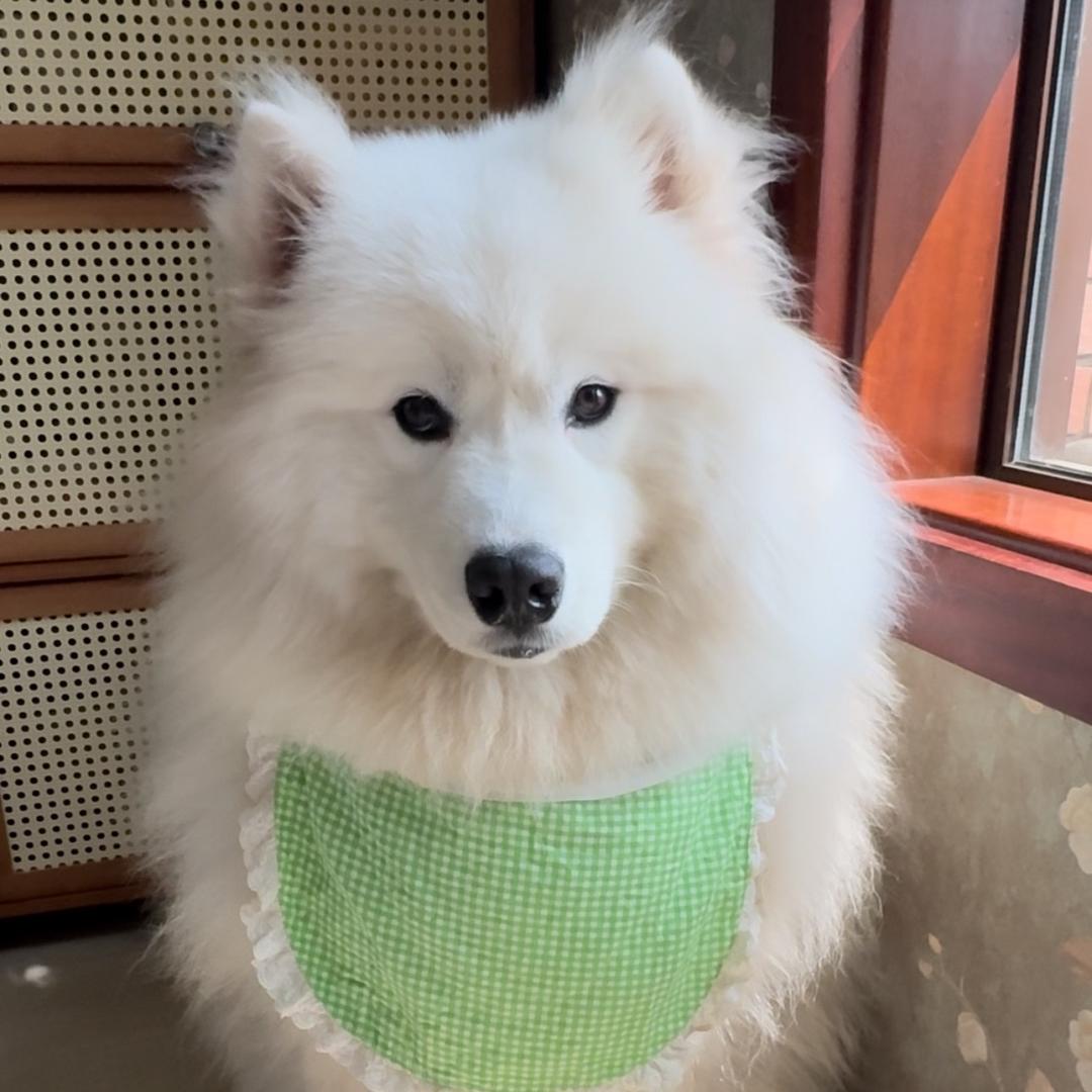 宝拉是只汪