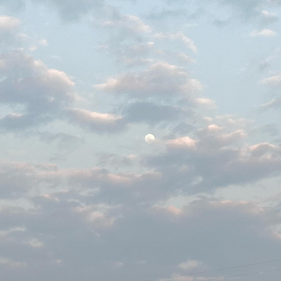 丸子菌