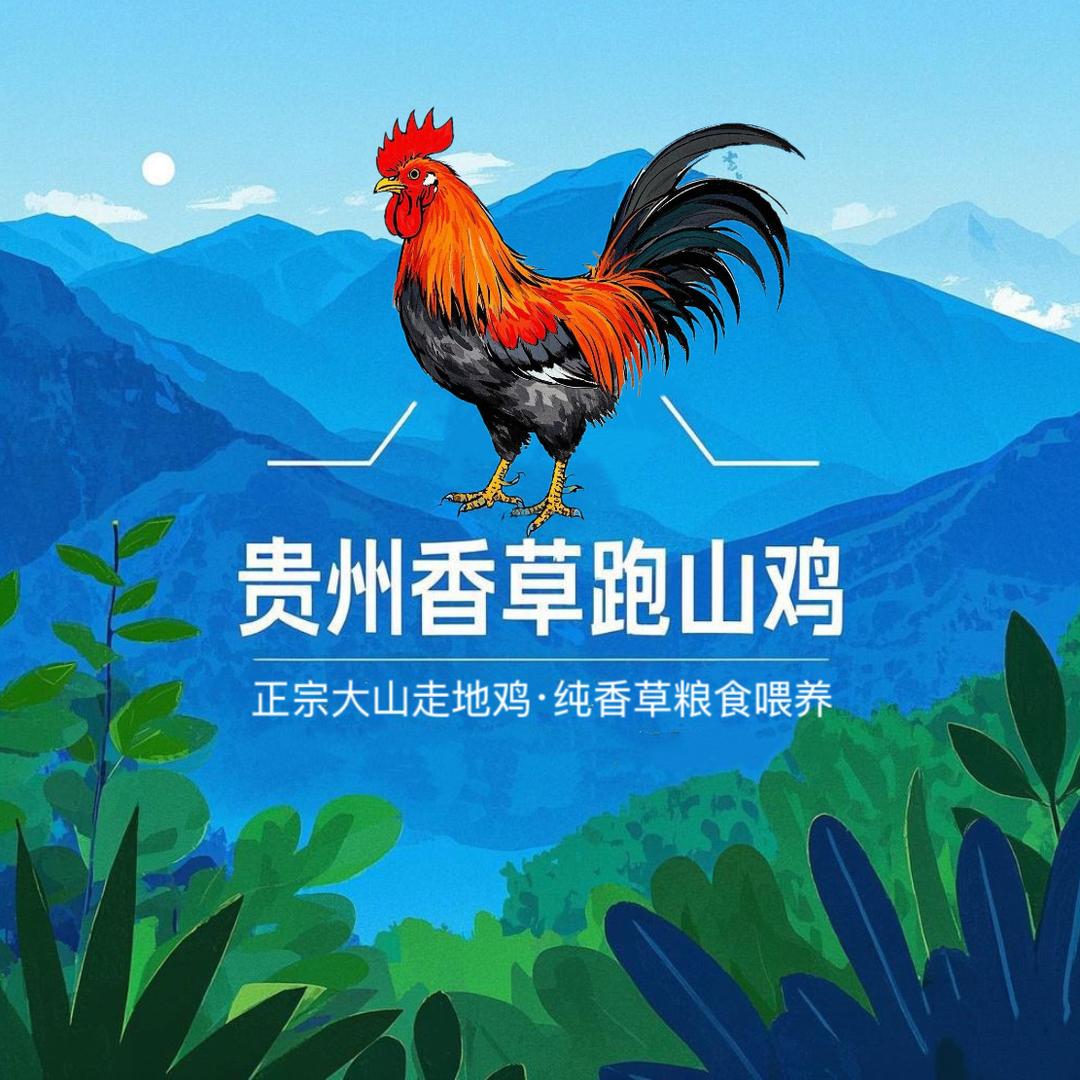 贵州香草跑山鸡
