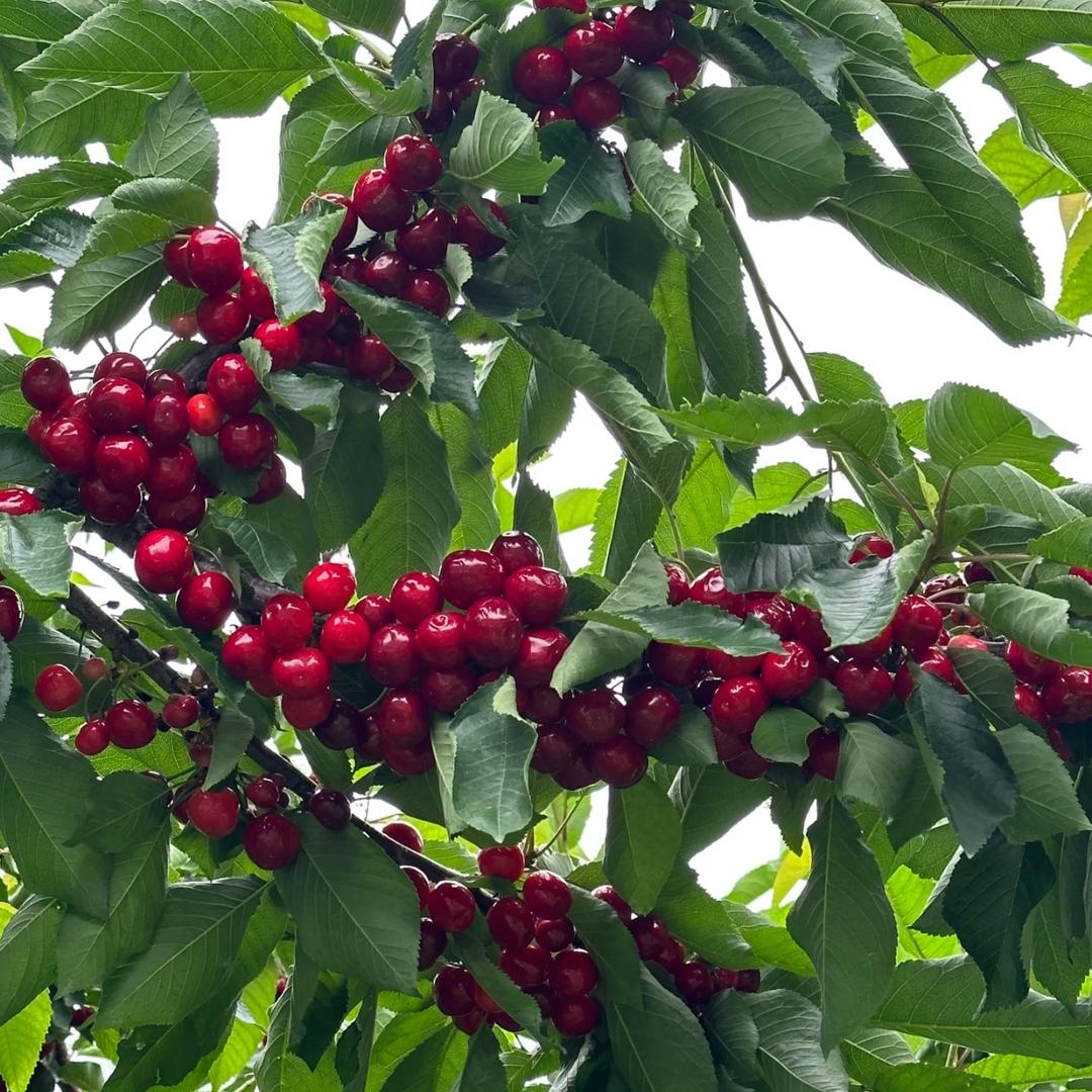 四川车厘子果树苗🍒