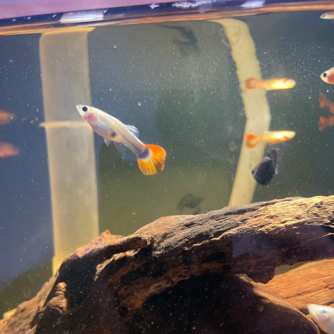 观赏鱼饲料源头厂家