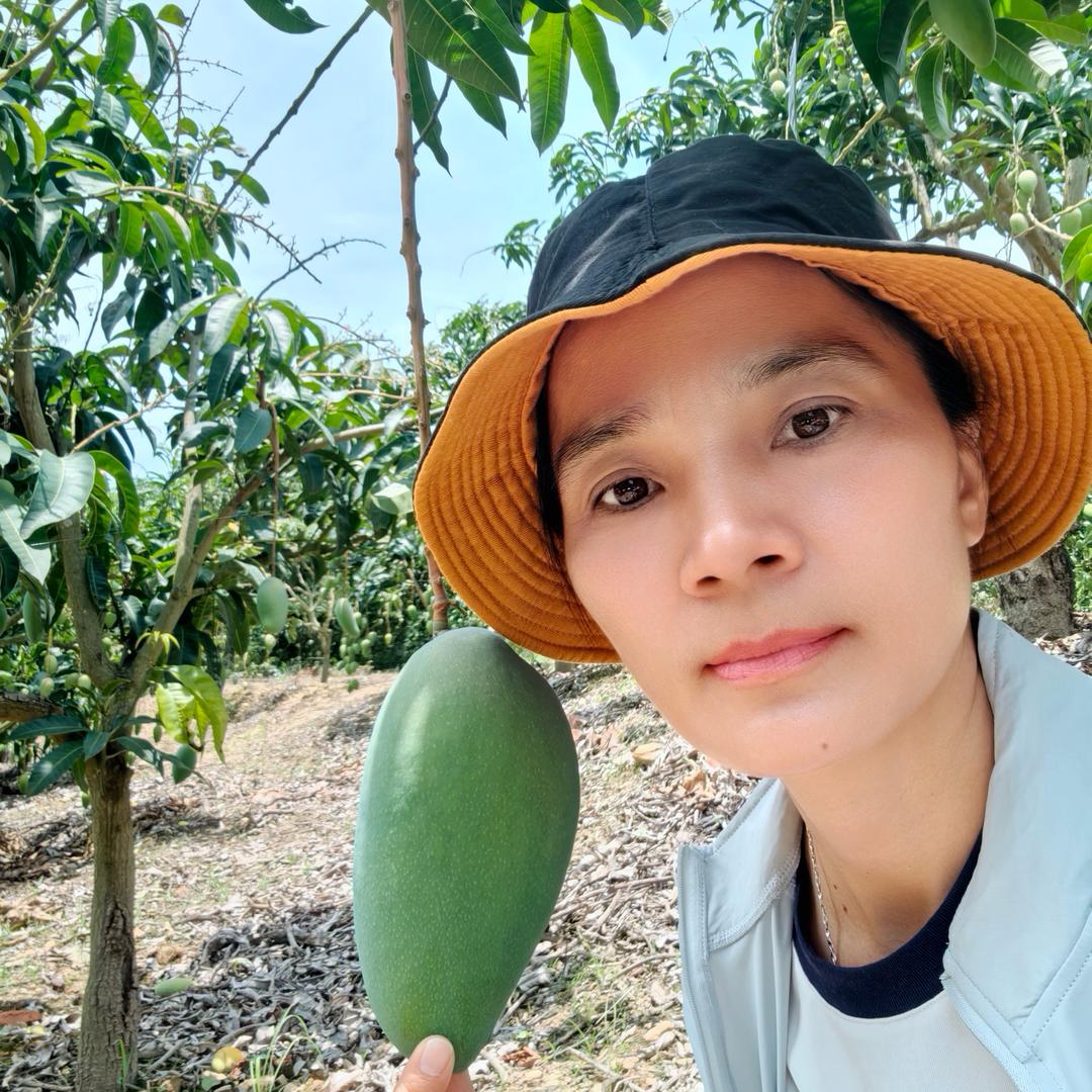 田阳@邱助农芒果🥭💛