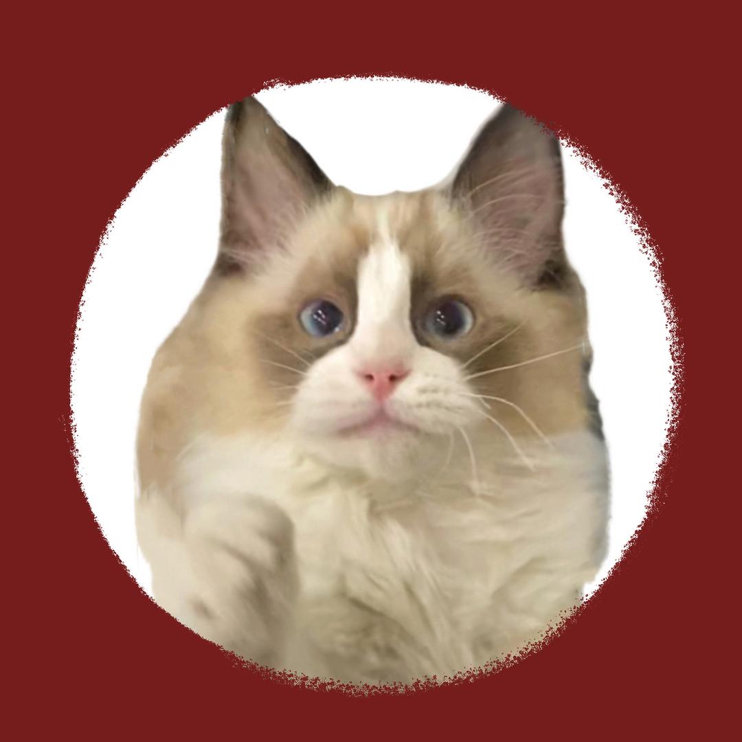 成都喵大哥猫舍