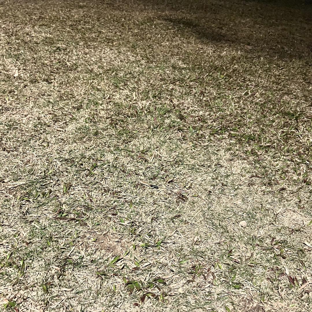 飞飞本飞