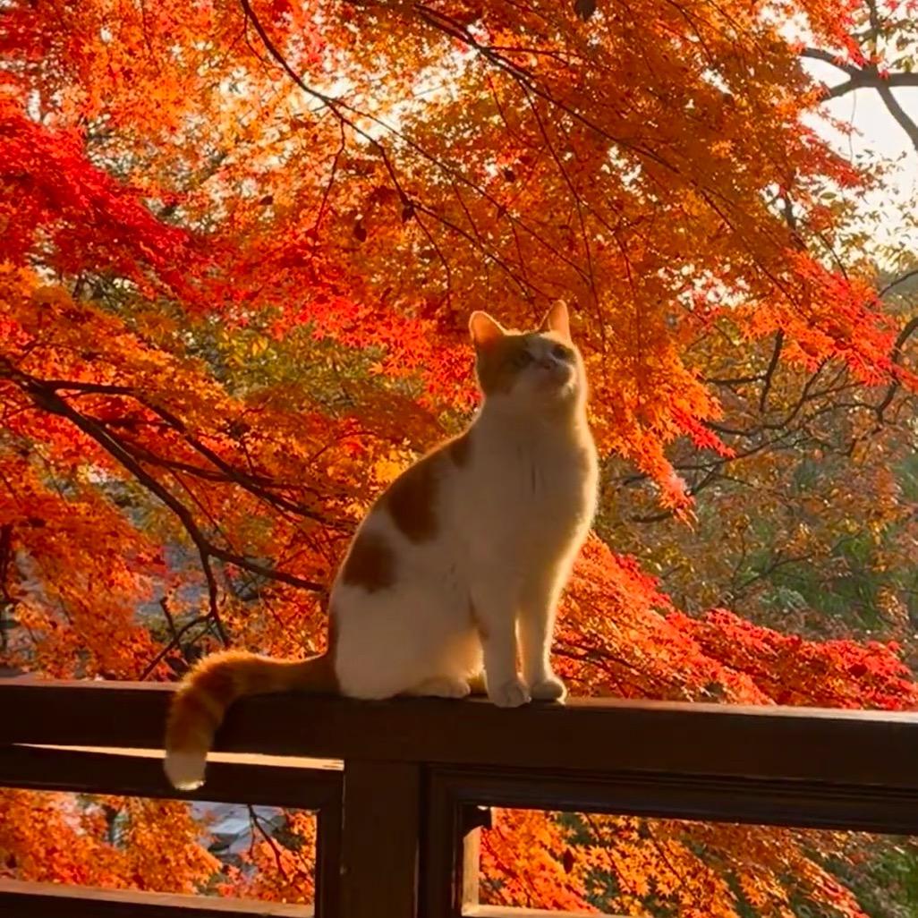 江南