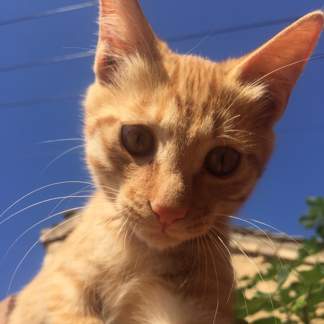 猫咪也疯狂