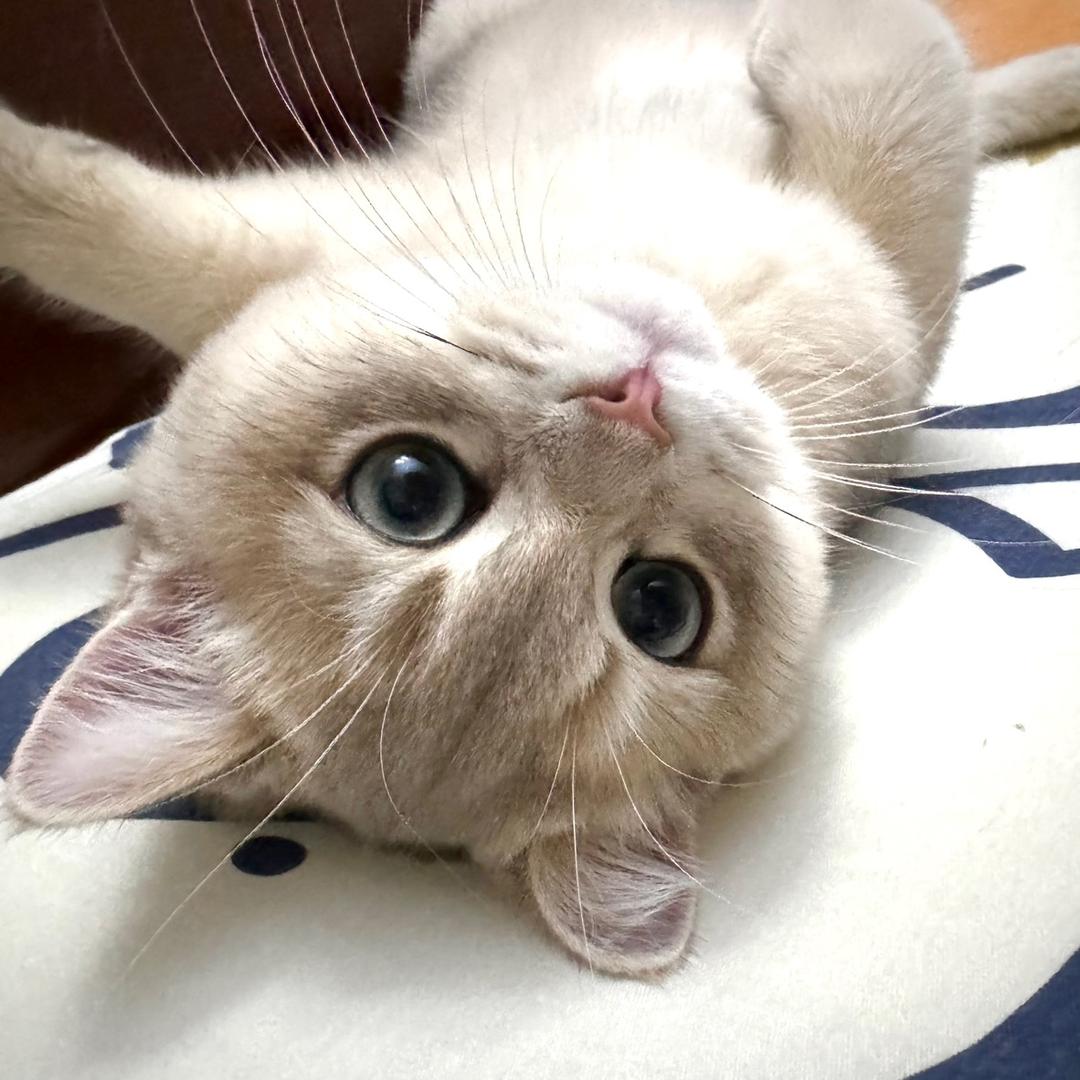 阿LEE小包包