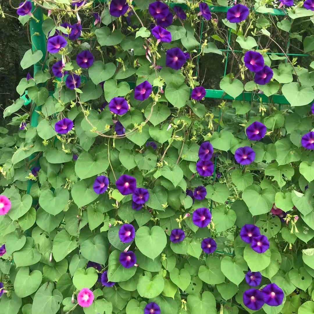 🌈快乐小胖嘟🍓