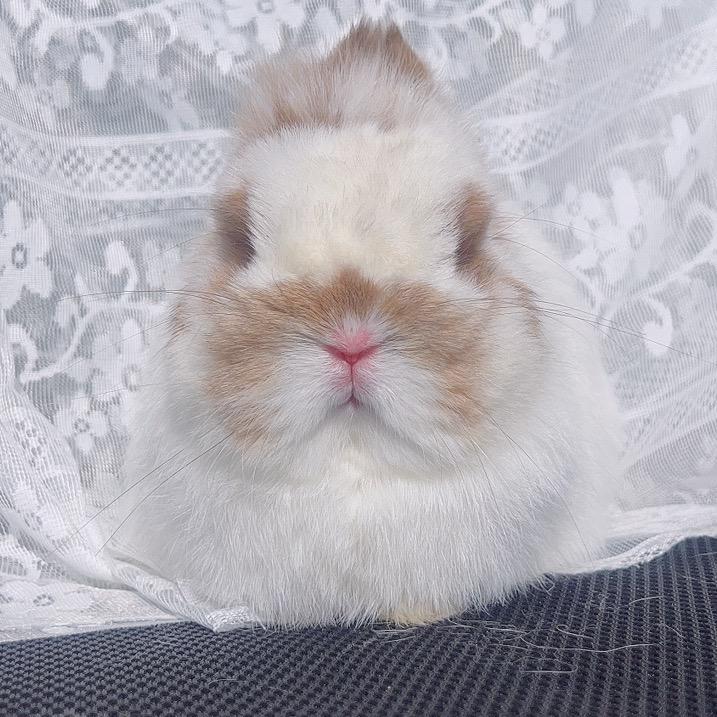 🐰大煤球家庭兔舍