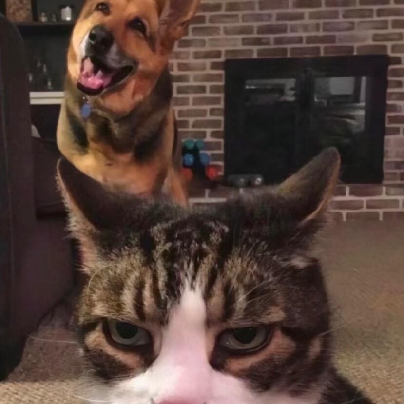 不聪明和暴脾气