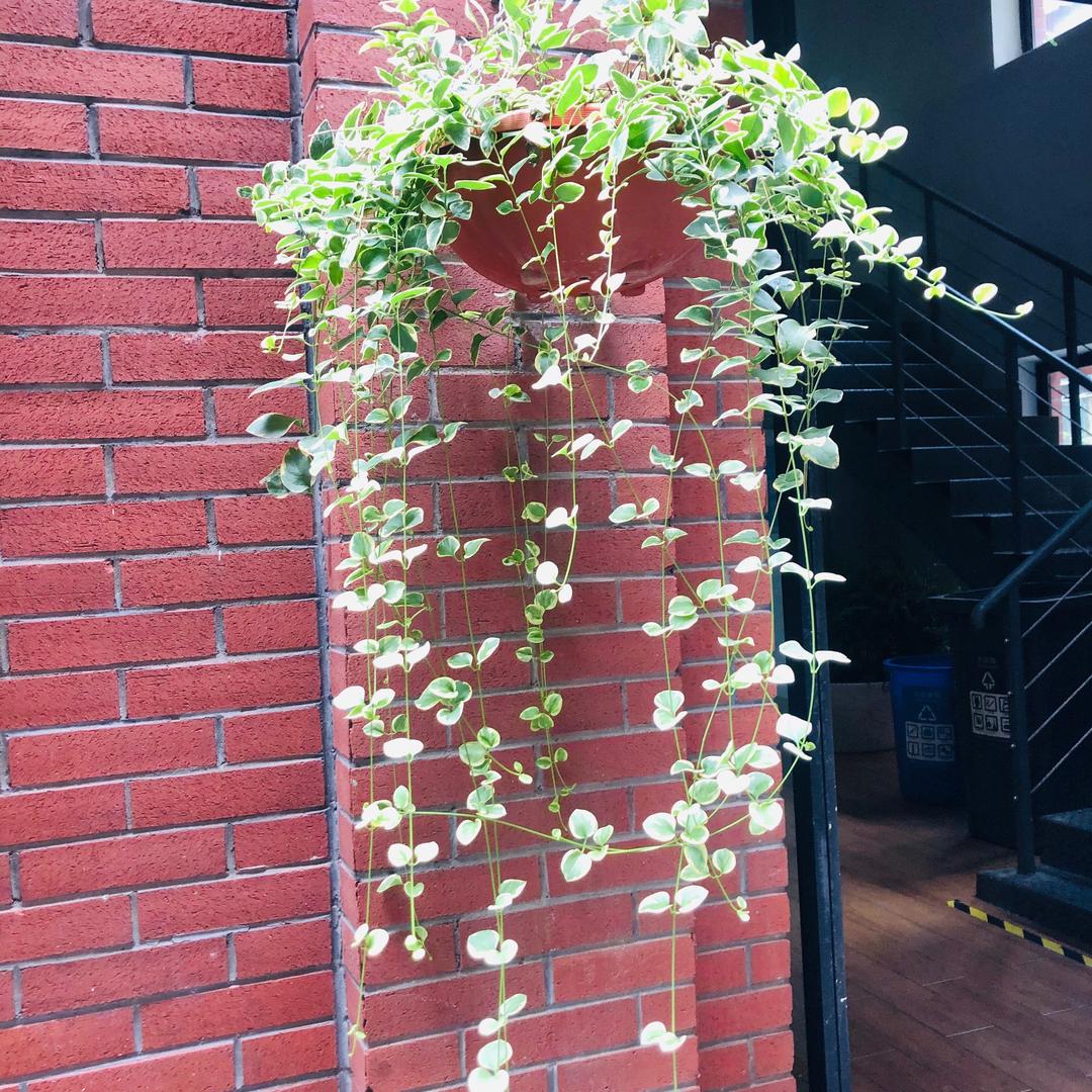 光芒