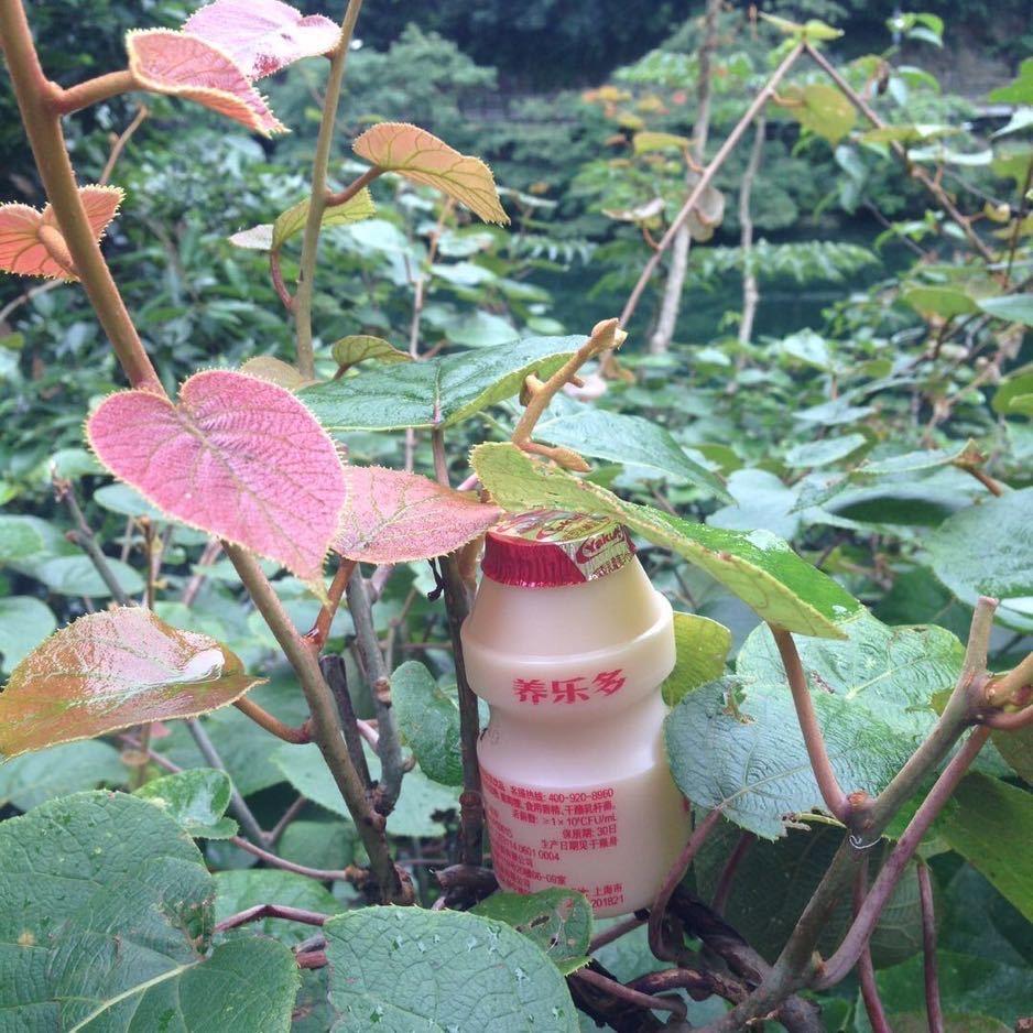 金枪鱼（已上岸）