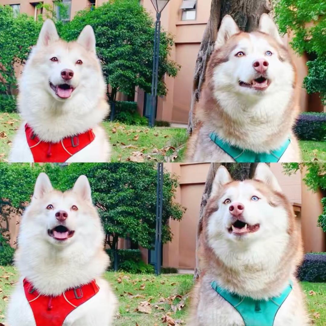 哈尔