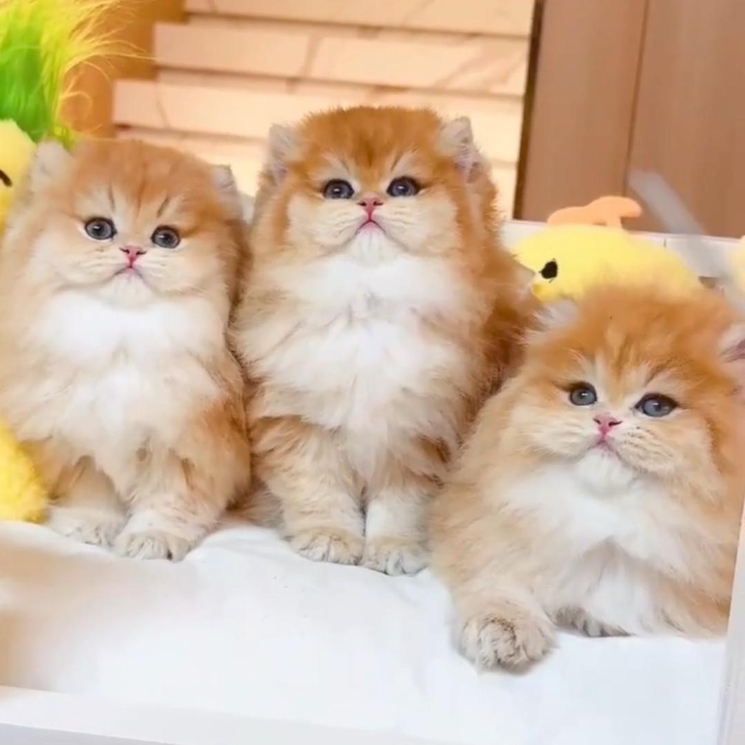 阿强淘猫
