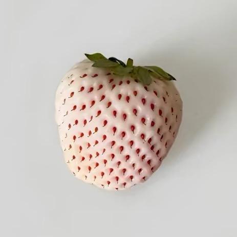 你莓柿叭