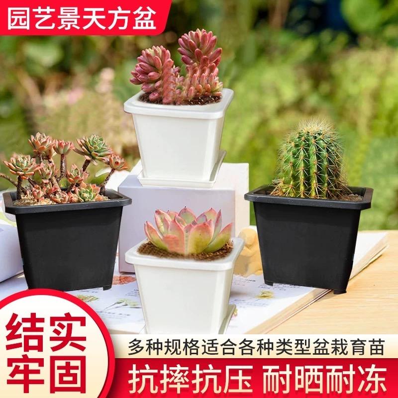欧亚花盆