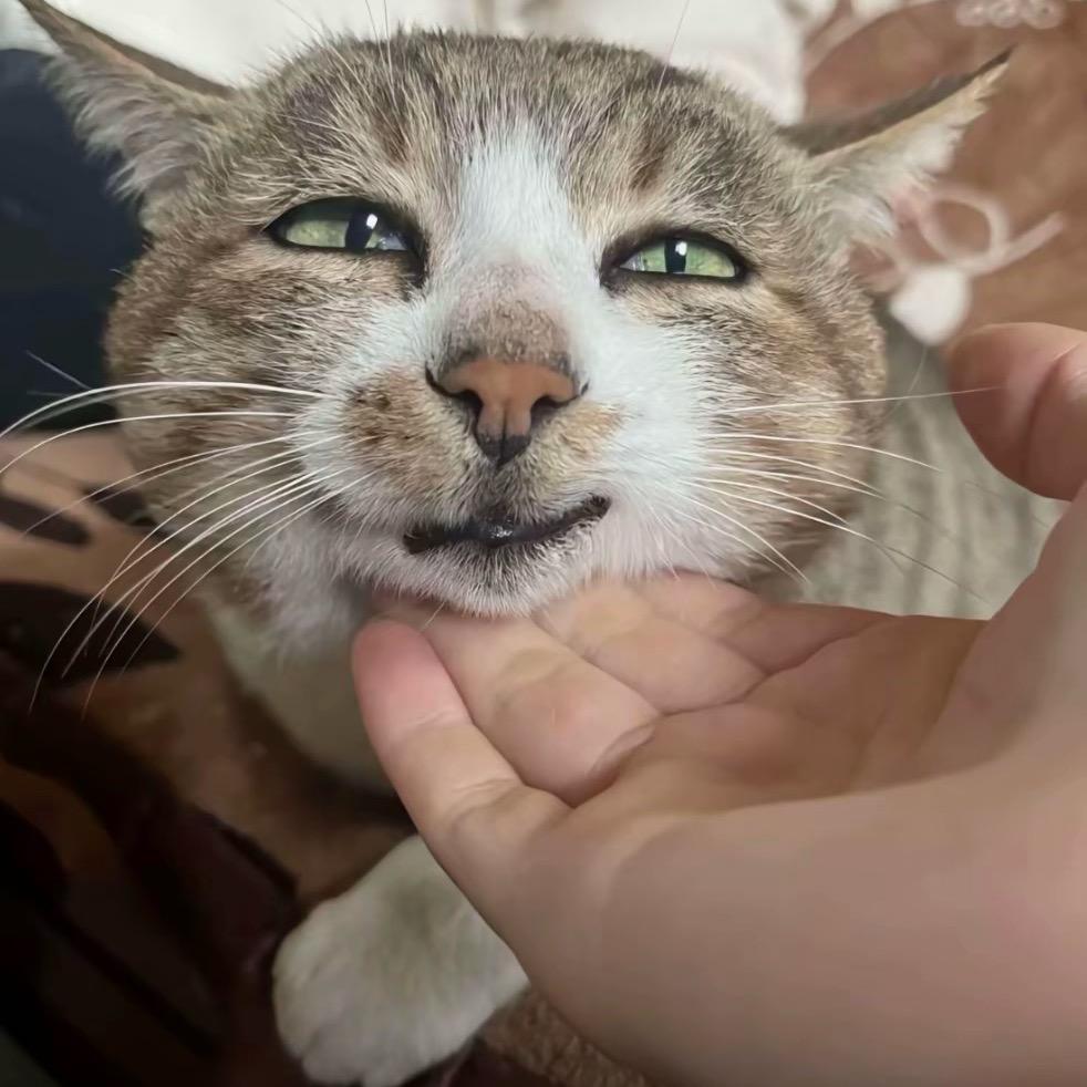 小鹏小鹏