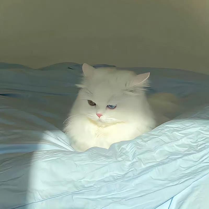 芒柿橙