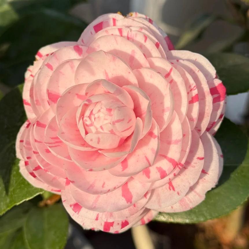 阿吉阿花阿妹喂