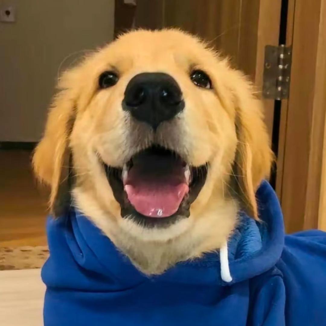 打篮球的小咩咩