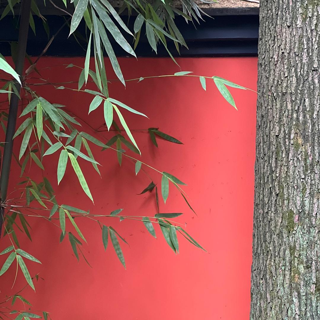 竹君