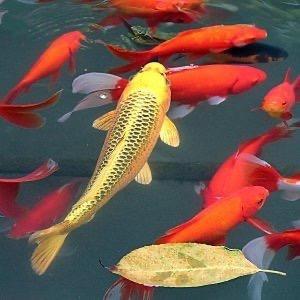 天赐鸿福观赏鱼