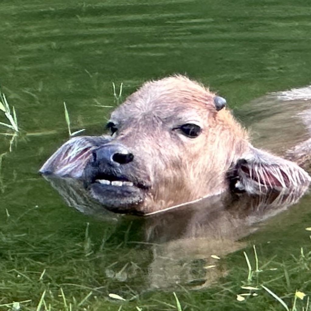 ₊⁺ ꒰১天官赐福໒꒱ ⁺₊