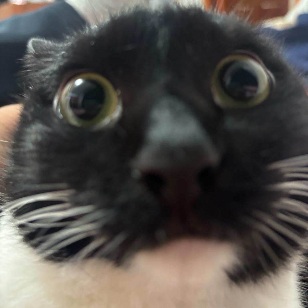 莓莓(ZEEHO福马路店)