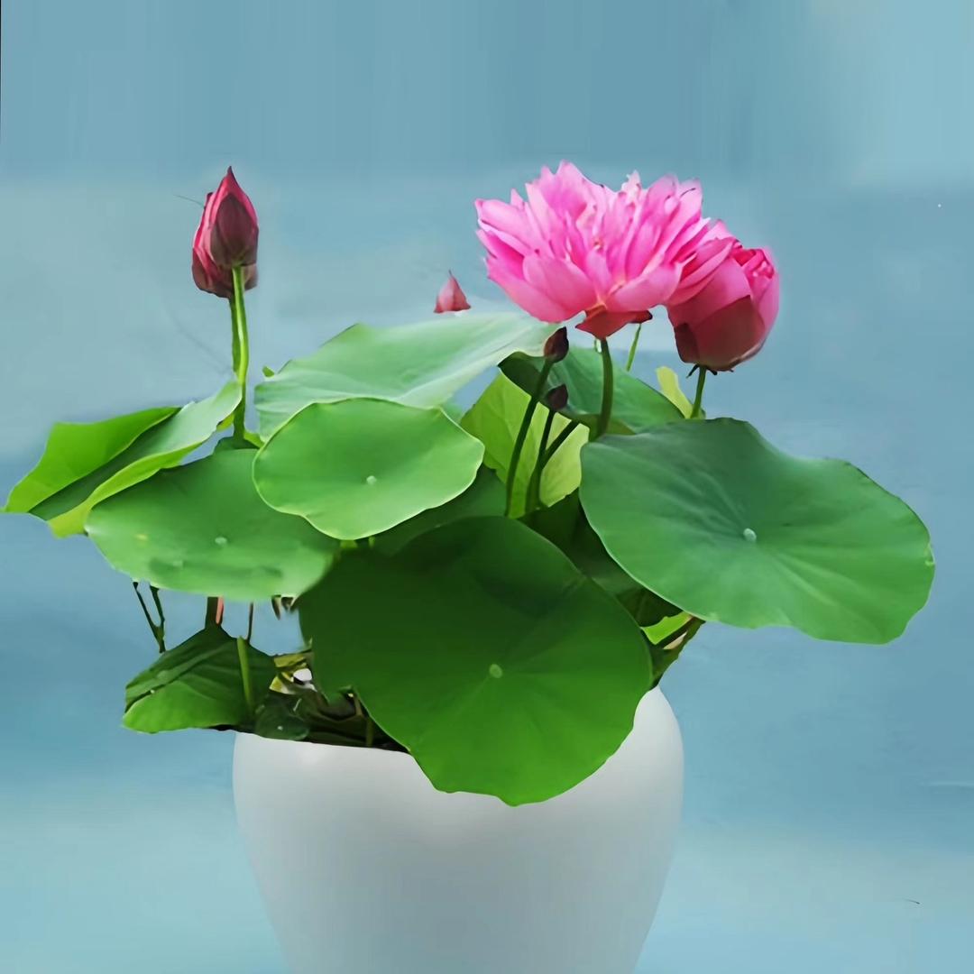 植觉好物