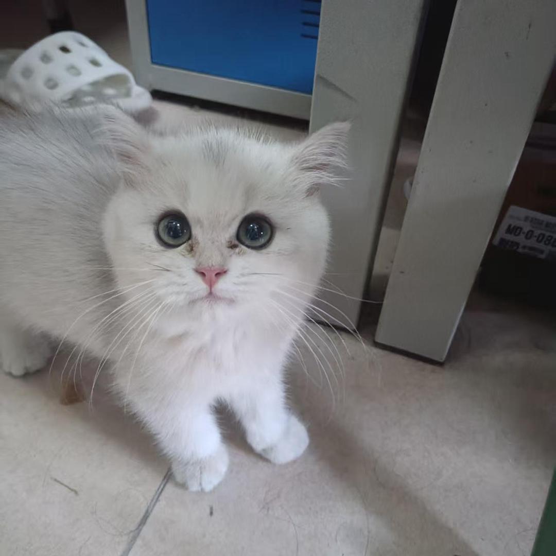 素质好