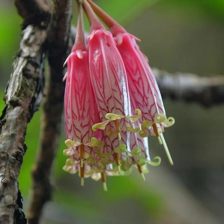 森景花卉
