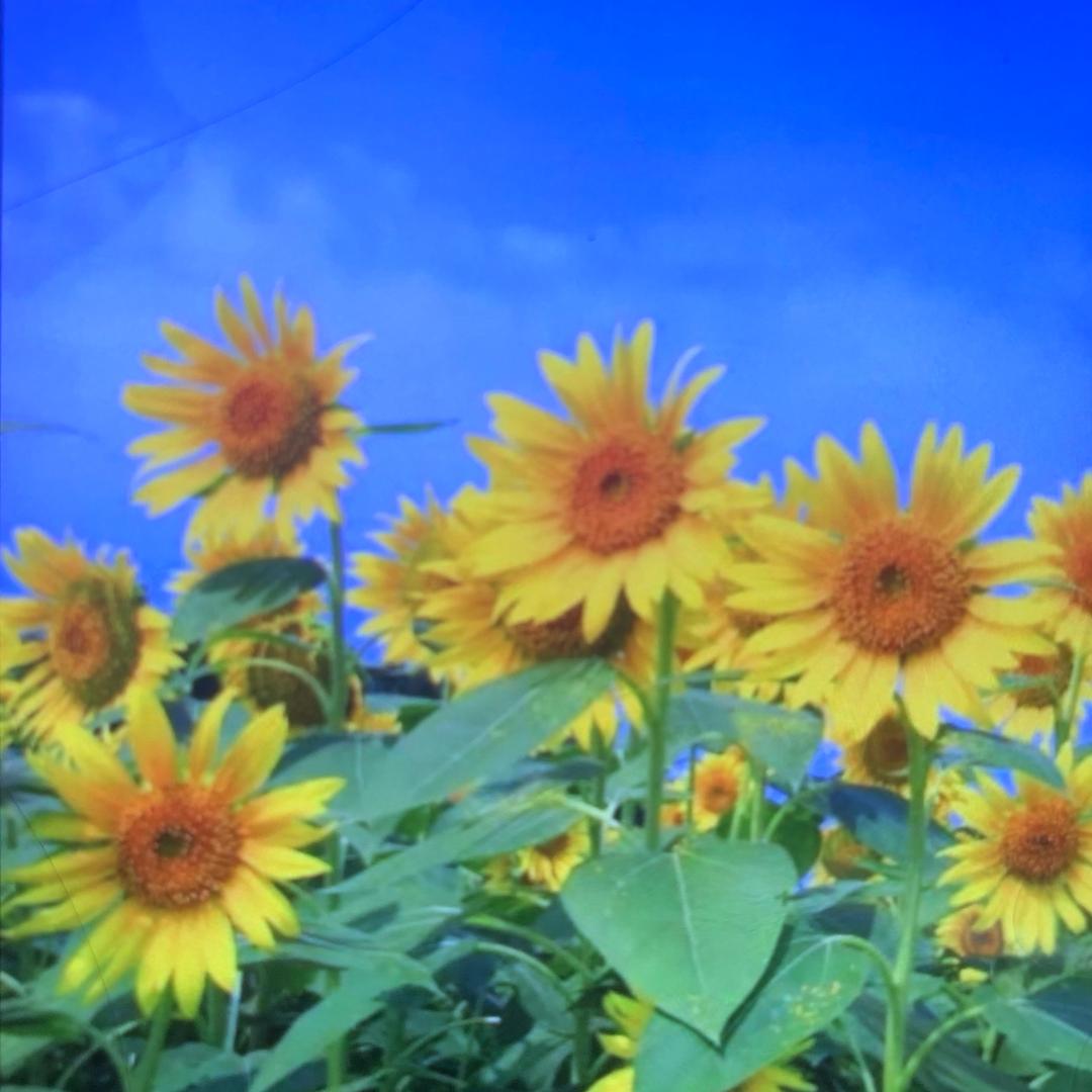 花好月圆的直播间