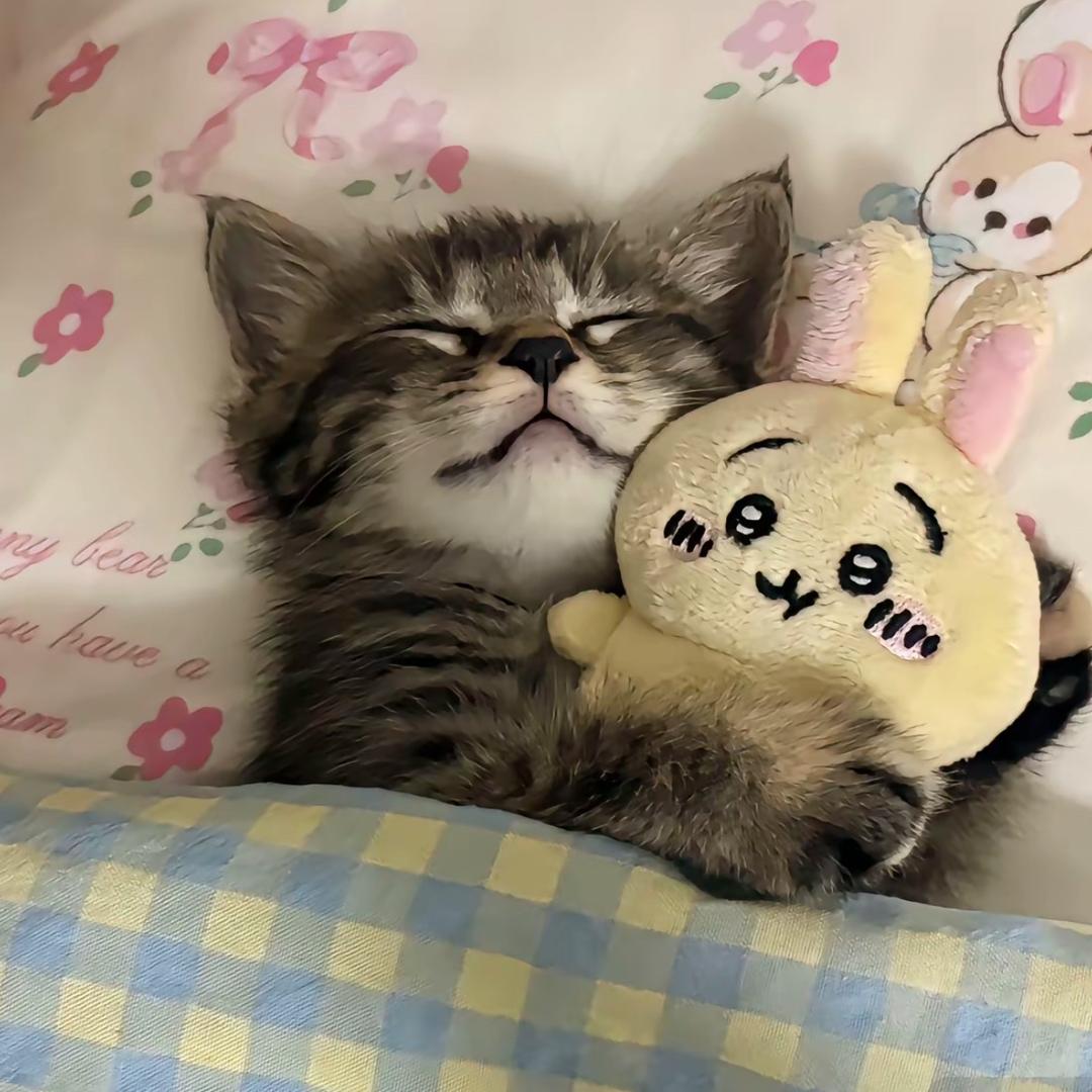我是一只咩咩猫