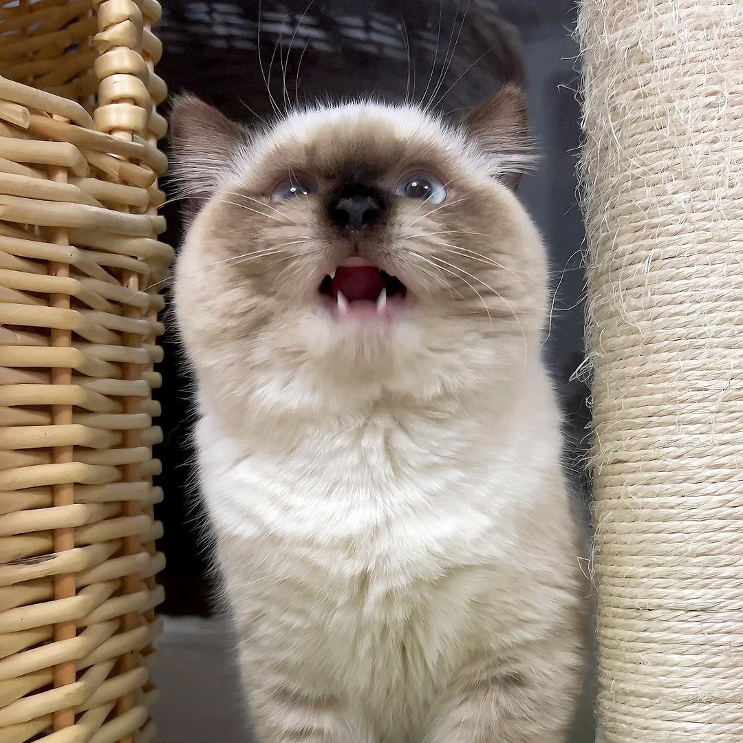 Weekend🐱周末重点色英短猫舍
