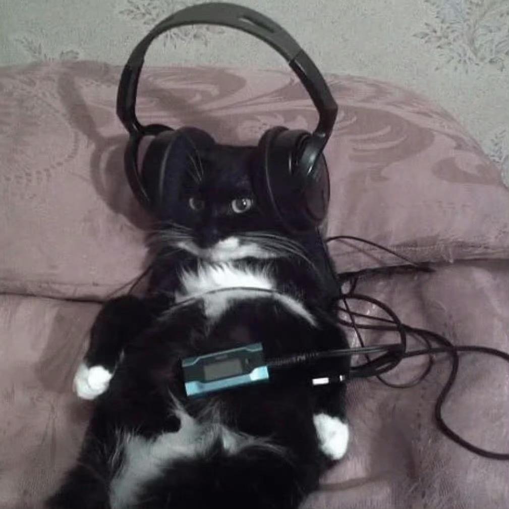 小黑猫