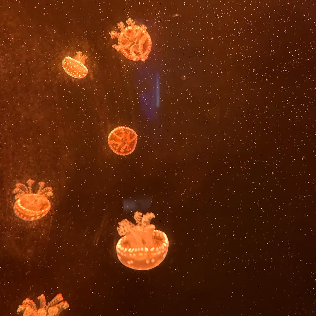 财神爷的小宝贝