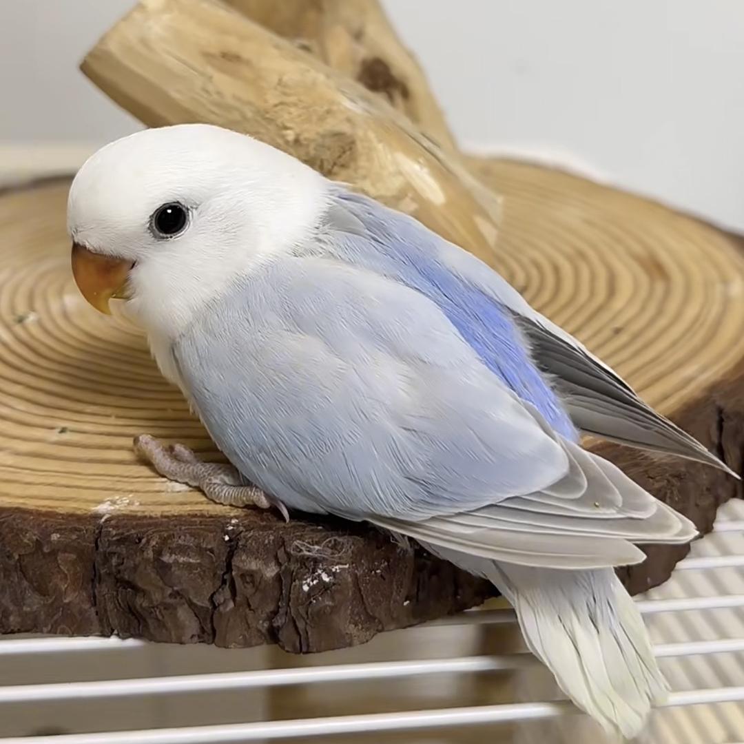 源满萌宠馆