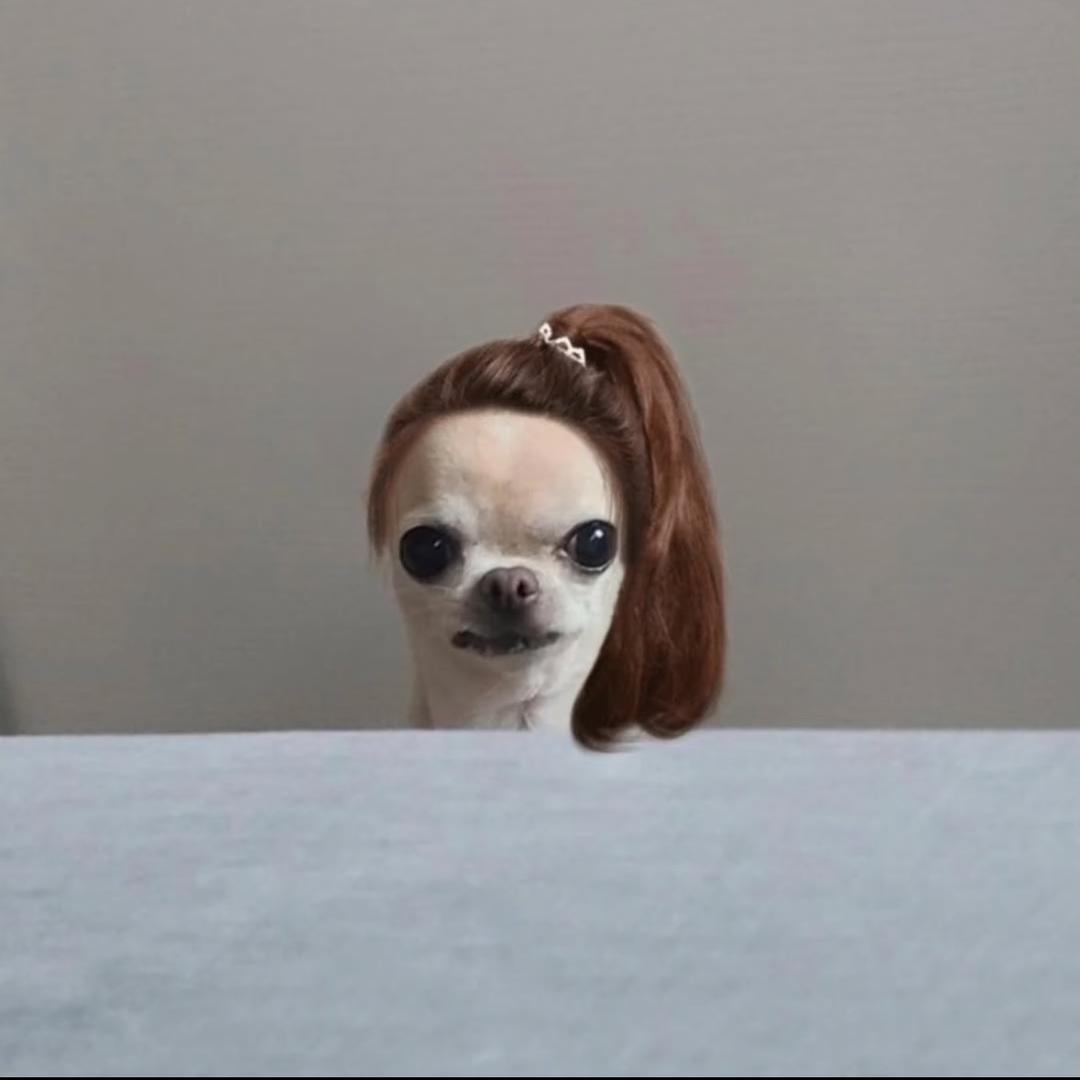 一头美人