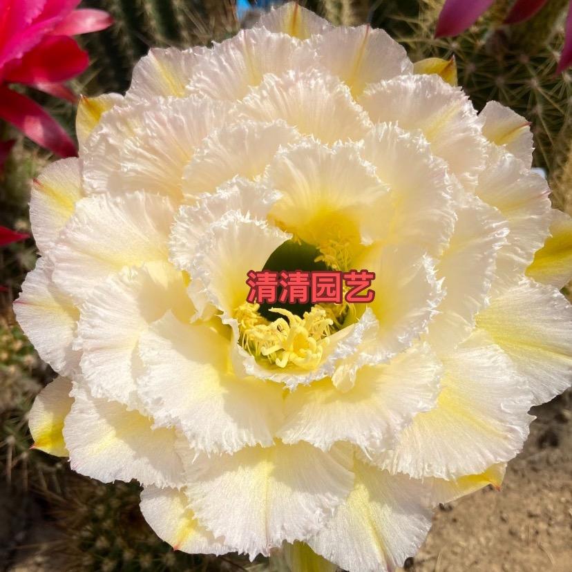 TB清清园艺