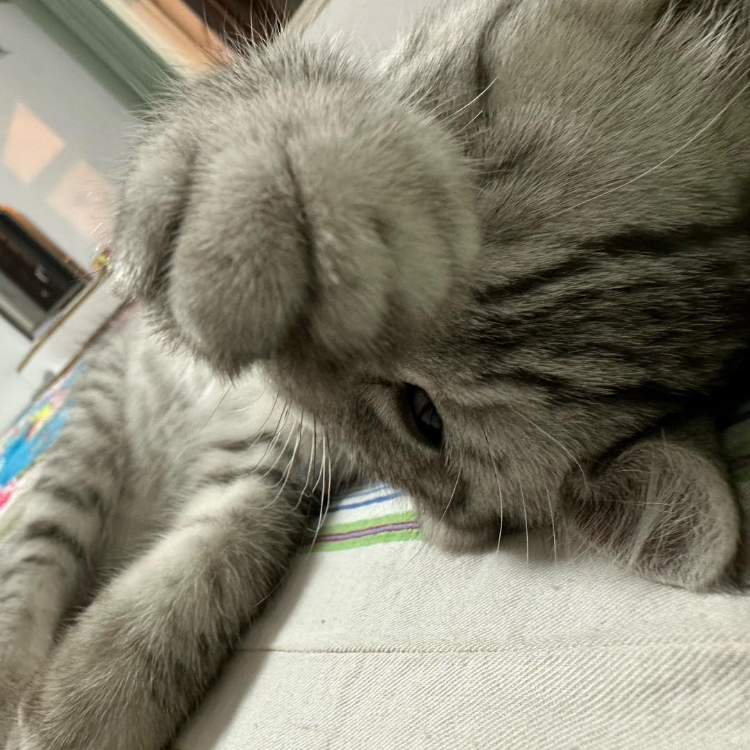 叮当mer🐱