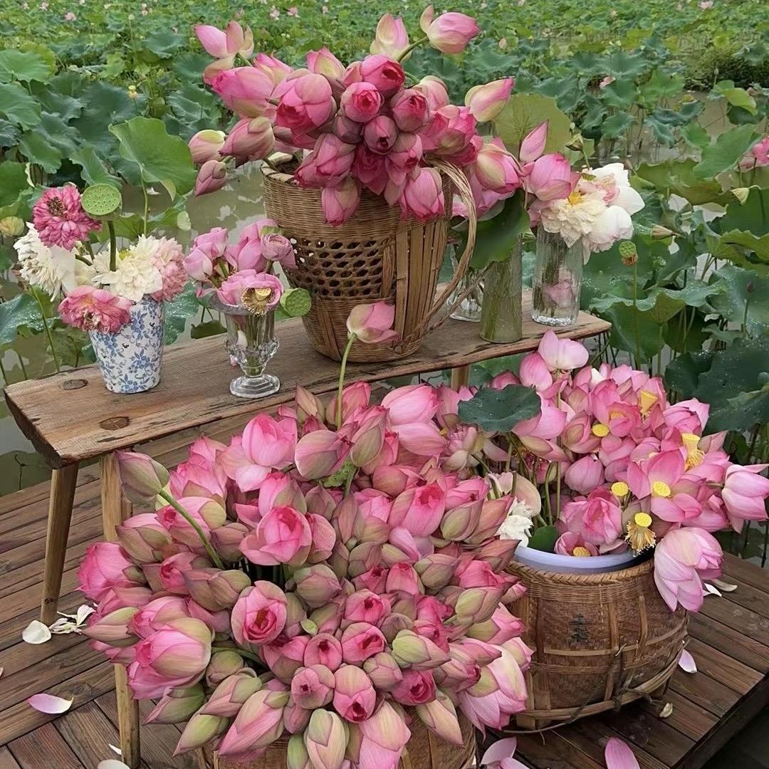 V.（热爱生活版）