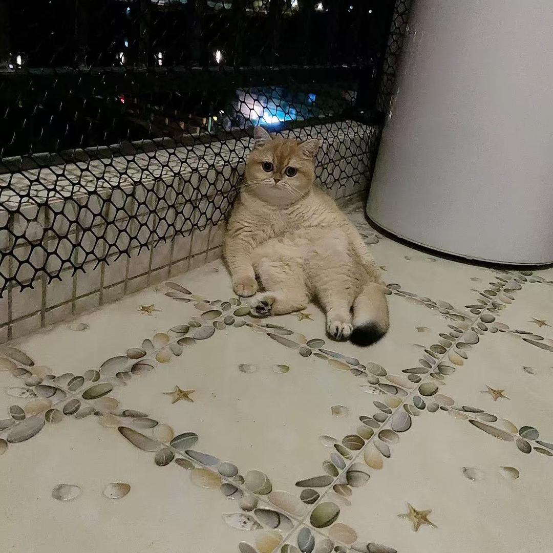 宝哥