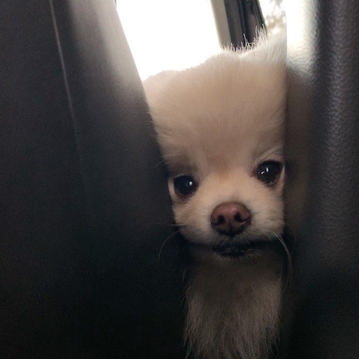花花小猪