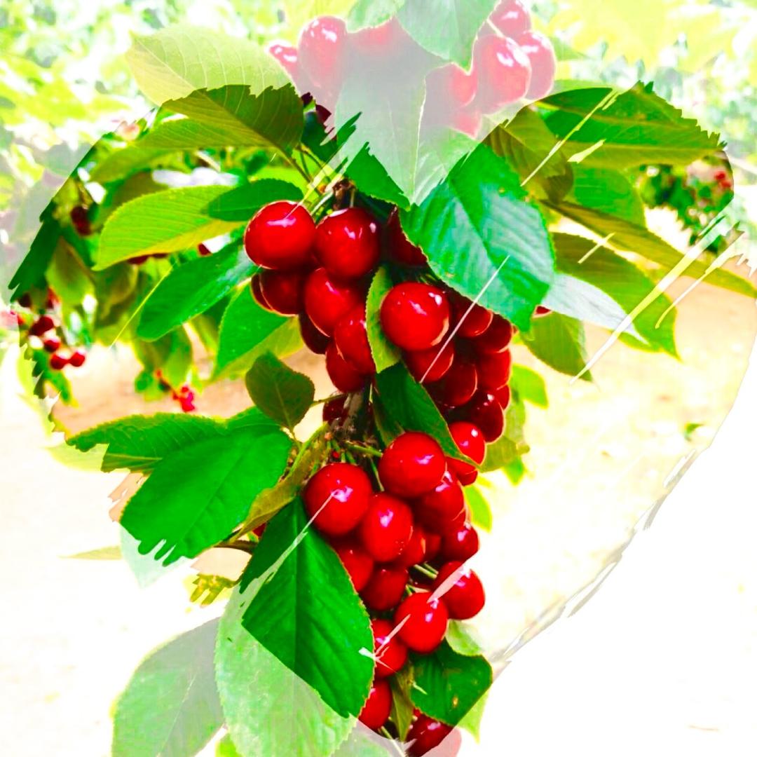 彬彬美食日记🍒