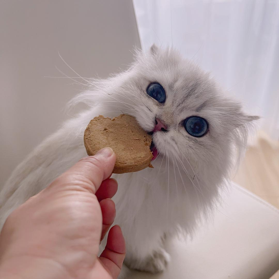 七猪猪
