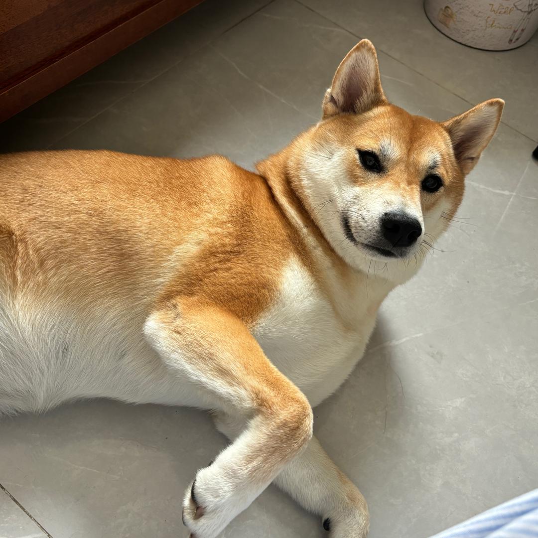 玉米大王