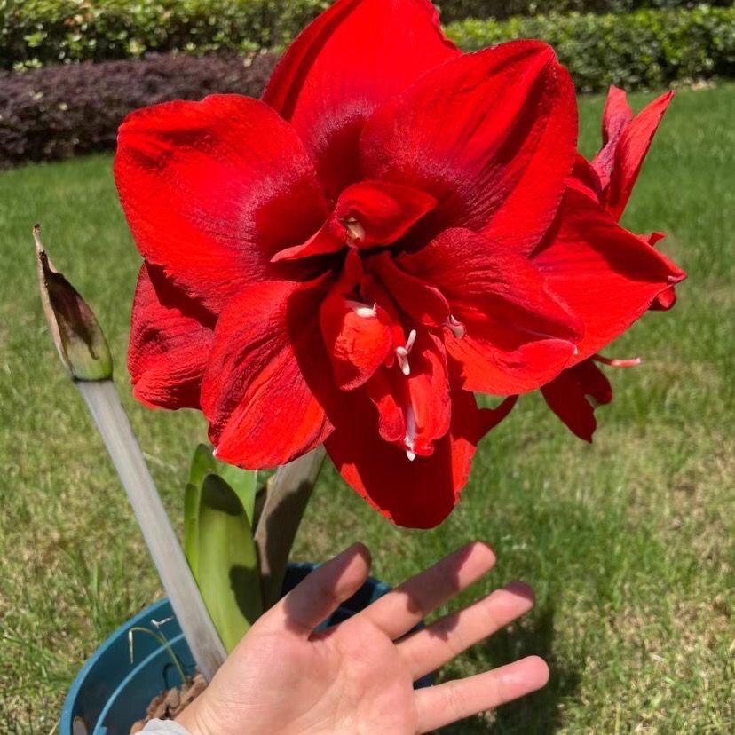 温馨小屋鲜花绿植