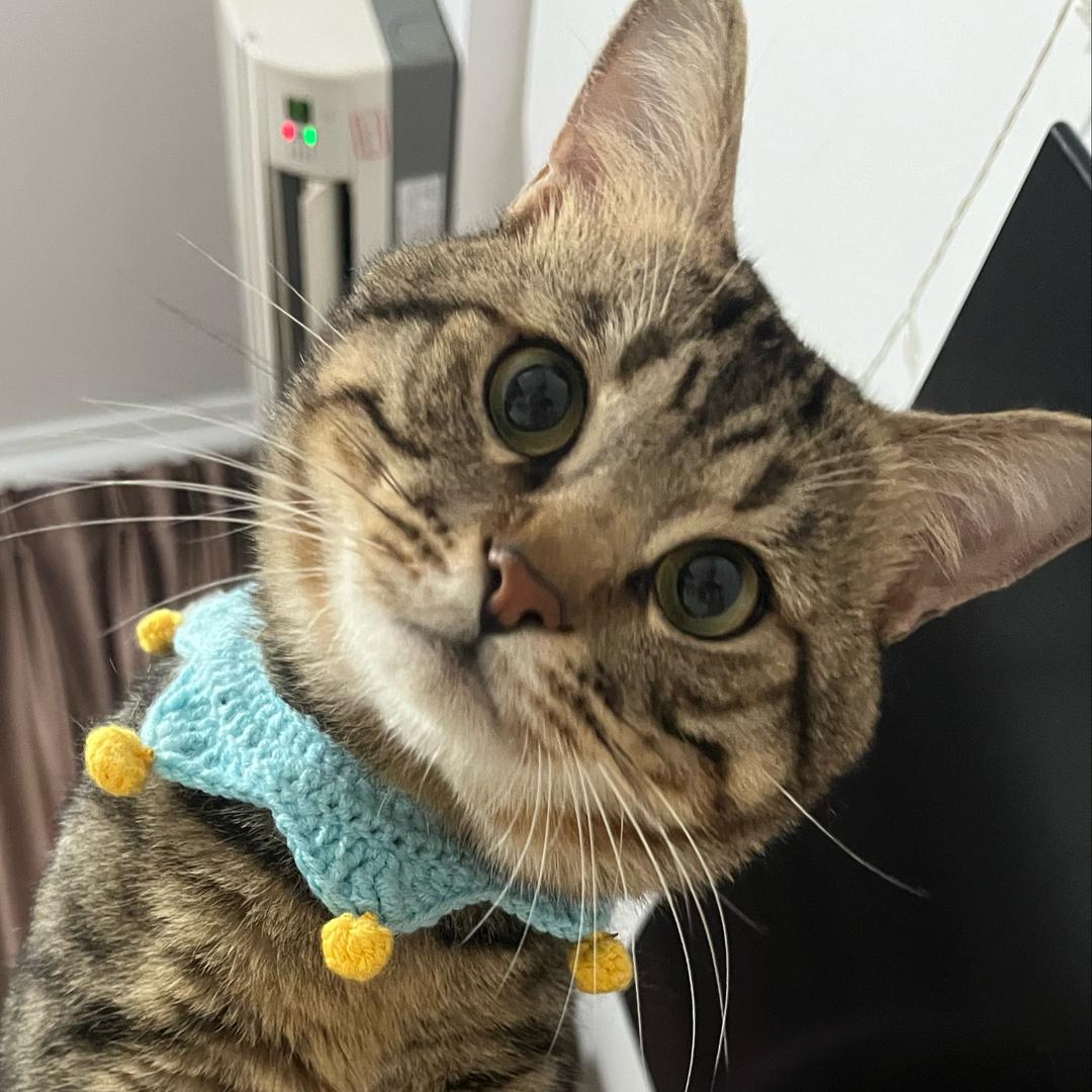 陶陶是只狸花猫