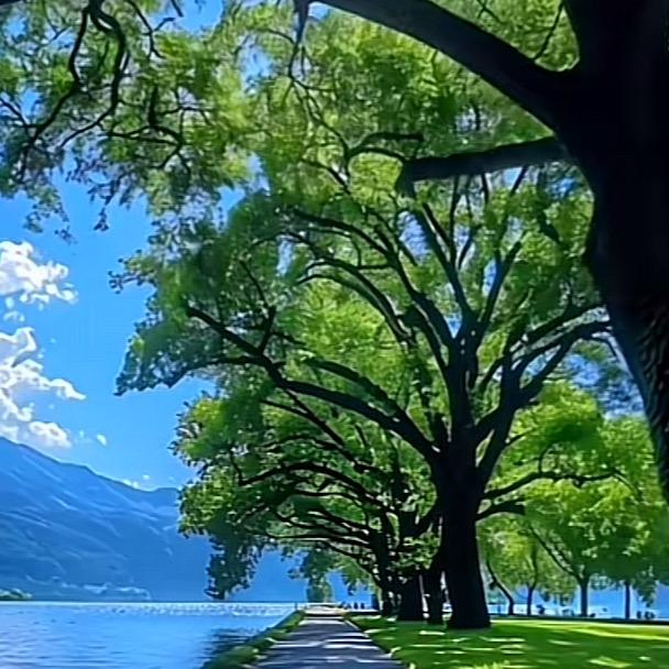 菁千茹-玄一直播号