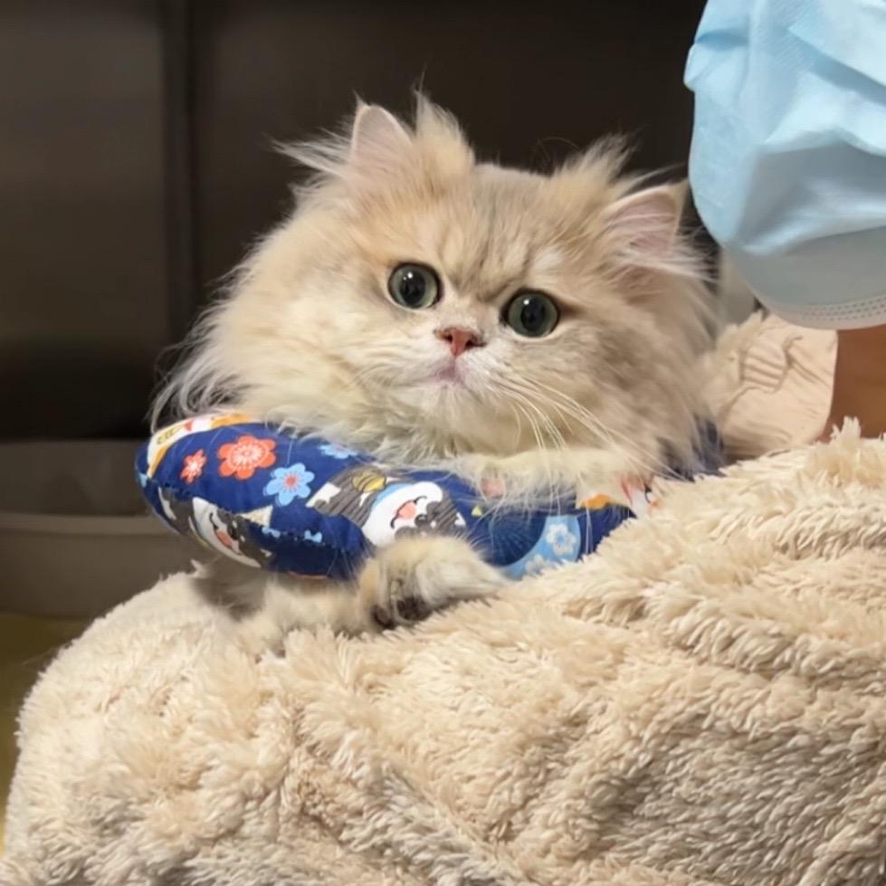 脸好大小猫咪的家